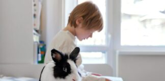 Olandijos triušis – kodėl ši veislė taip greitai pavagia širdis? Olandijos triušis.