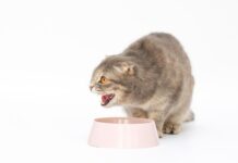 Katė valgo plastiką ar siūlus? Veterinarai įspėja Pica katėms.