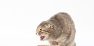 Katė valgo plastiką ar siūlus? Veterinarai įspėja Pica katėms.