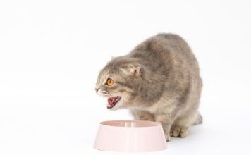 Katė valgo plastiką ar siūlus? Veterinarai įspėja Pica katėms.