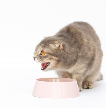 Katė valgo plastiką ar siūlus? Veterinarai įspėja Pica katėms.