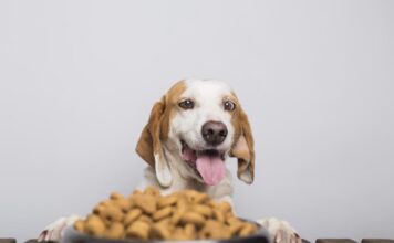 Šuo nuolat alkanas? Tai gali būti polifagija Polifagija šunims.