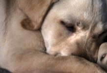 Širdies kirmėlės šunims: tylus pavojus, plintantis per uodus Širdies kirmelės šunims.