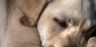 Širdies kirmėlės šunims: tylus pavojus, plintantis per uodus Širdies kirmelės šunims.