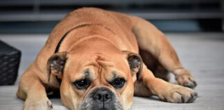 Inkstų nepakankamumas šuniui: kas yra uremija ir kaip ją gydyti Šlapimo rūgšties perteklius šunyje.