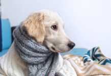 Kodėl šuo krenkščia? Šunidžių kosulio simptomai ir priežastys Šunidžių kosulys.