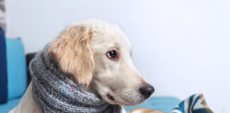 Kodėl šuo krenkščia? Šunidžių kosulio simptomai ir priežastys Šunidžių kosulys.