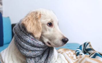 Kodėl šuo krenkščia? Šunidžių kosulio simptomai ir priežastys Šunidžių kosulys.