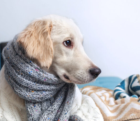 Kodėl šuo krenkščia? Šunidžių kosulio simptomai ir priežastys Šunidžių kosulys.