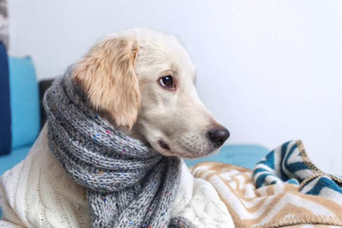 sunidziu-kosulys-suo Šunidžių kosulys.