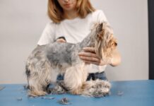 Šuniui slenka kailis ir atsirado pleiskanų? Štai ką daryti Šuniui slenka kailis ir pleiskanoja.