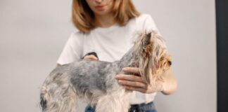 Šuniui slenka kailis ir atsirado pleiskanų? Štai ką daryti Šuniui slenka kailis ir pleiskanoja.