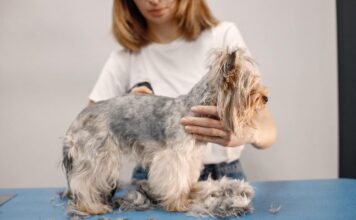 Šuniui slenka kailis ir atsirado pleiskanų? Štai ką daryti Šuniui slenka kailis ir pleiskanoja.