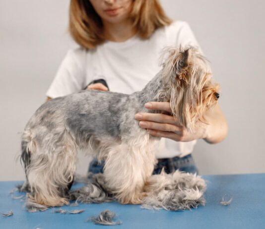 Šuniui slenka kailis ir atsirado pleiskanų? Štai ką daryti Šuniui slenka kailis ir pleiskanoja.