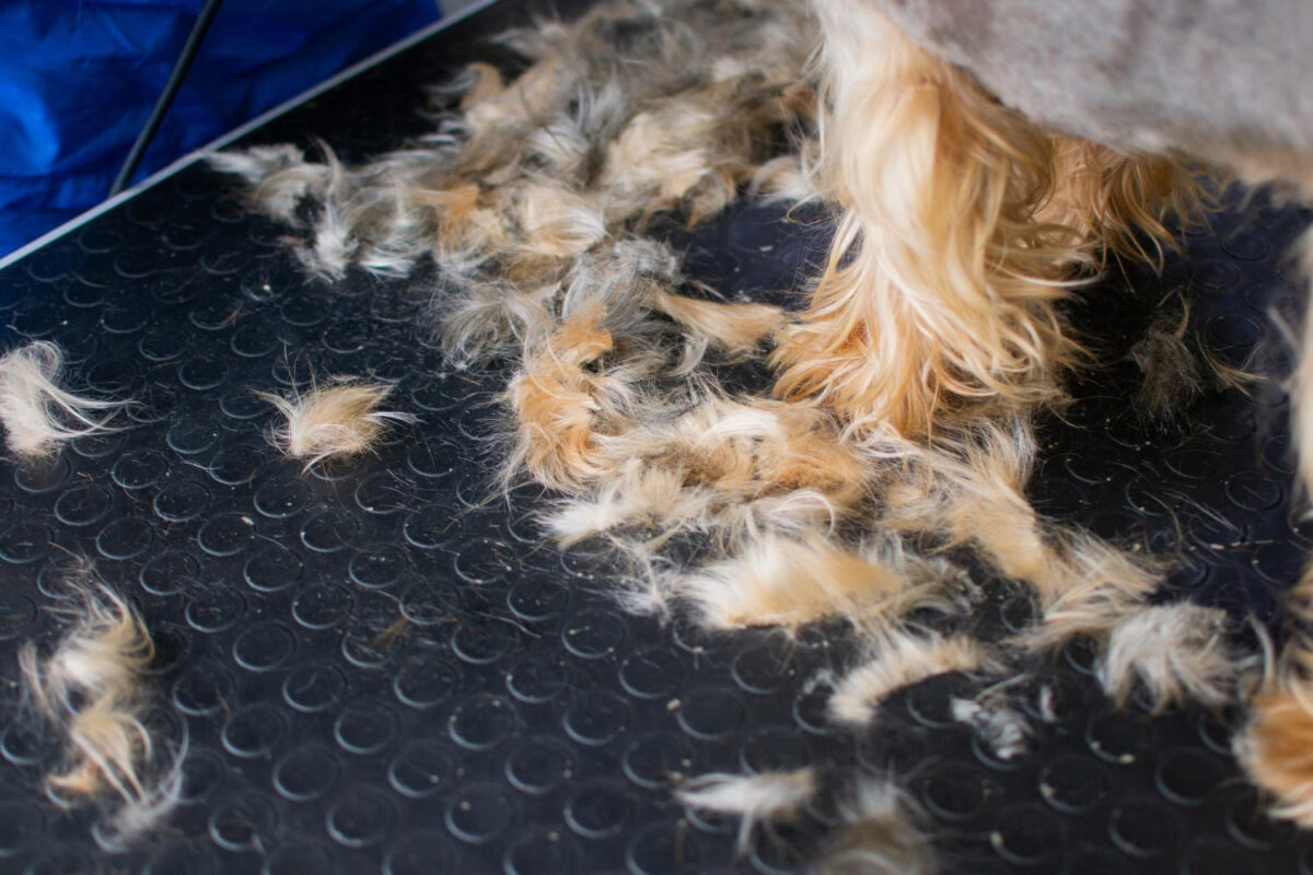 Šuniui slenka kailis ir pleiskanoja. Šuns plaukai ant žemės.