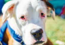 Šuns akys paraudo – kodėl taip nutinka ir ką daryti? Šuns akys paraudo.