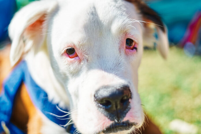 suns-akys-paraudo Šuns akys paraudo.