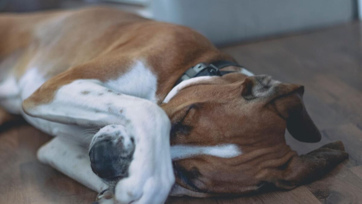 Šuns dujos išgąsdino šeimininkę.