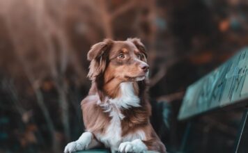 Šuns dujos išgąsdino šeimininkę: netikėta istorija, pasibaigusi brangiais tyrimais Šuns dujos išgąsdino šeimininkę.