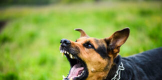 Šuns įkandimas: kaip elgtis ir kodėl delsti pavojinga? Šuns įkandimas.