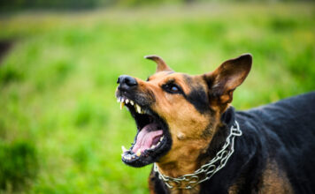 Šuns įkandimas: kaip elgtis ir kodėl delsti pavojinga? Šuns įkandimas.