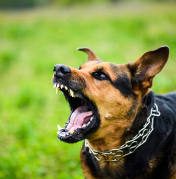 Šuns įkandimas: kaip elgtis ir kodėl delsti pavojinga? Šuns įkandimas.
