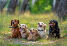 Šunų babeziozė: pavojinga erkių liga, kuri gali baigtis mirtimi Šunų babėziozė.