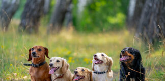 Šunų babeziozė: pavojinga erkių liga, kuri gali baigtis mirtimi Šunų babėziozė.