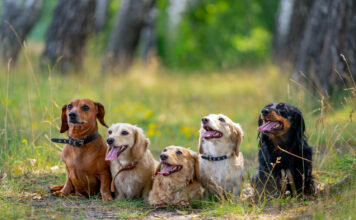 Šunų babeziozė: pavojinga erkių liga, kuri gali baigtis mirtimi Šunų babėziozė.