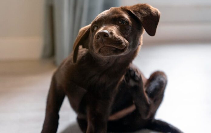 sunu-blusos Šunų blusos.