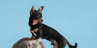 Šuo ir katė vienuose namuose: kaip išvengti konfliktų ir sukurti taiką? Šunų ir kačių bendravimo įpatumai.