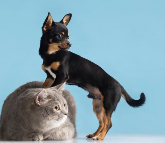 Šuo ir katė vienuose namuose: kaip išvengti konfliktų ir sukurti taiką? Šunų ir kačių bendravimo įpatumai.