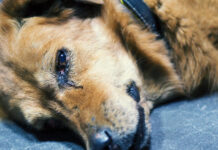 Šunų odos mukormikozė – pavojinga parazitinė liga Šunų odos mukormikozė.