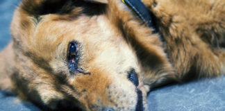 Šunų odos mukormikozė – pavojinga parazitinė liga Šunų odos mukormikozė.