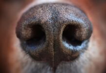 Šuo dūsta ir sunkiai kvėpuoja – kada tai pavojinga? Šuo dūsta.