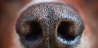 Šuo dūsta ir sunkiai kvėpuoja – kada tai pavojinga? Šuo dūsta.