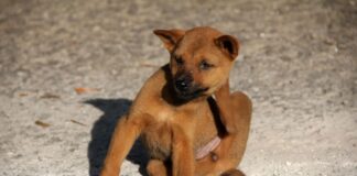 Šuo kasosi be blusų: dažniausios priežastys ir sprendimai Šuo kasosi be blusų.