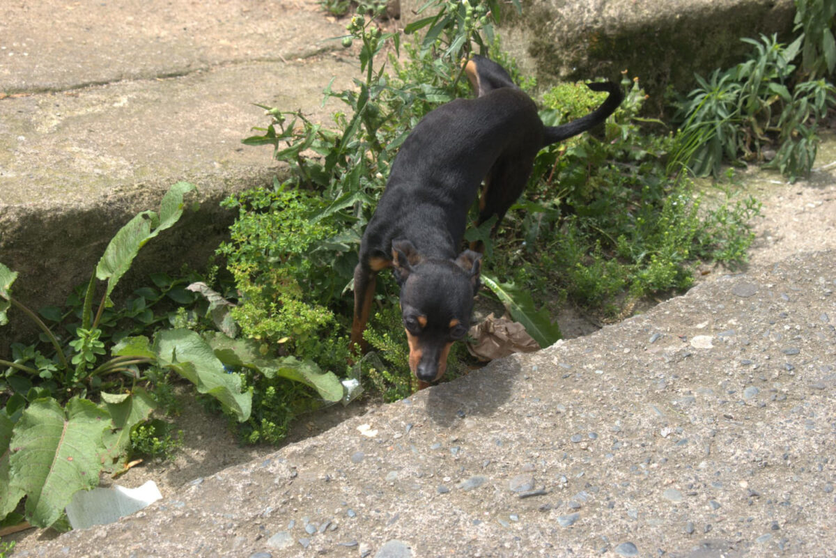 Šuo nelaiko šlapimo. Šuo šlapinasi.