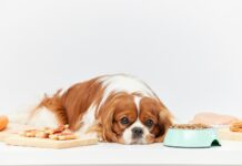 Šuo nevalgo ir negeria: kada būtina kreiptis į veterinarą Šuo nevalgo ir negeria.