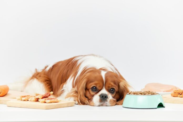 suo-nevalgo-ir-negeria Šuo nevalgo ir negeria.