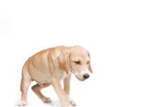 Šuo šlubuoja – priežastys ir ką daryti šeimininkui Šuo šlubuoja.