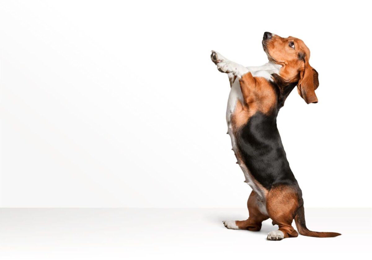 Šuo šlubuoja. Šuo stovi ant galinių kojų.