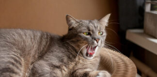 Triukšmo vengimas katėms: kai garsai sukelia paniką ir ilgalaikį stresą Triukšmo vengimas katėms.