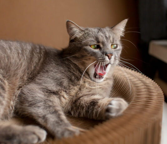 Triukšmo vengimas katėms: kai garsai sukelia paniką ir ilgalaikį stresą Triukšmo vengimas katėms.