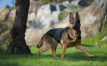 Vokiečių aviganis: ištikimas sargas ir šeimos draugas Vokiečių aviganis.