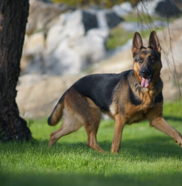 Vokiečių aviganis: ištikimas sargas ir šeimos draugas Vokiečių aviganis.