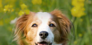 Žarnyno nelaikymas šunims: kai šuo tuštinasi to nepastebėdamas Žarnyno nelaikymas šunims.