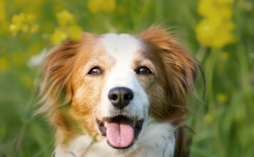 Žarnyno nelaikymas šunims: kai šuo tuštinasi to nepastebėdamas Žarnyno nelaikymas šunims.