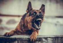 Agresyvus prieglaudos šuo: ką būtina žinoti šeimininkui Agresyvus prieglaudos šuo. Piktas šuo.