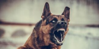 Agresyvus prieglaudos šuo: ką būtina žinoti šeimininkui Agresyvus prieglaudos šuo. Piktas šuo.